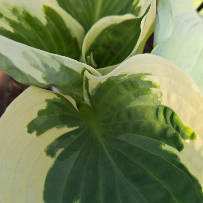 Hosta silver varigated 2ltr £9.99