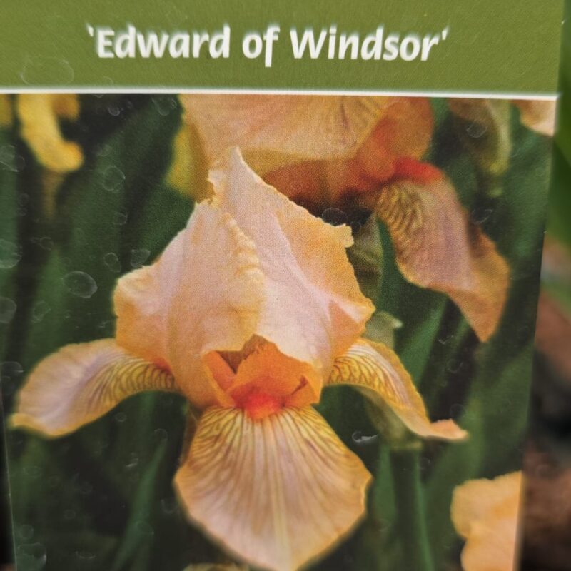 Iris Edward of Windsor 2ltr £8.99