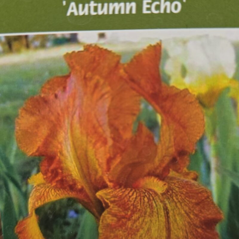 Iris autumn echo 2ltr £8.99