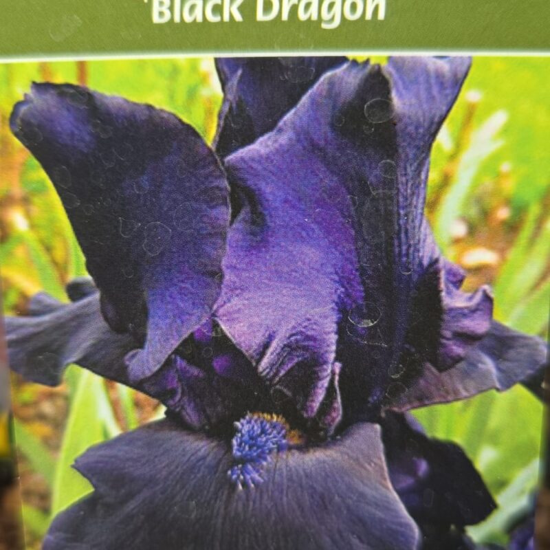 Iris black dragon 2ltr £8.99