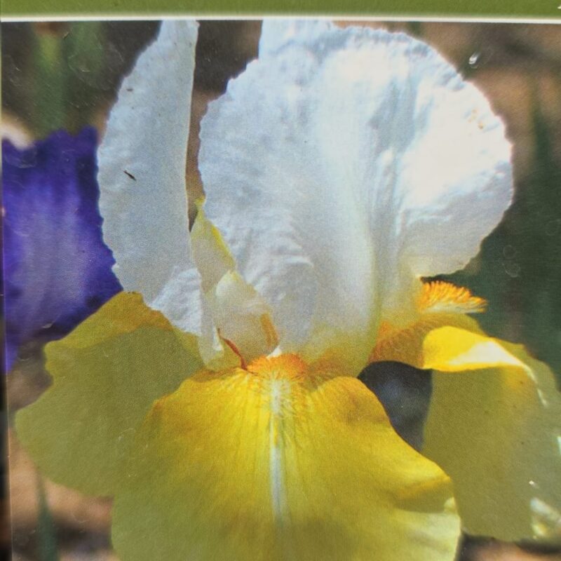 Iris glacier gold 2ltr £8.99