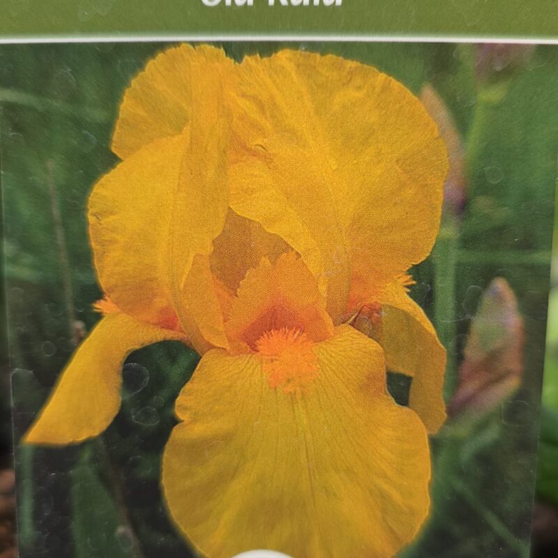 Iris ola kala 2ltr £8.99
