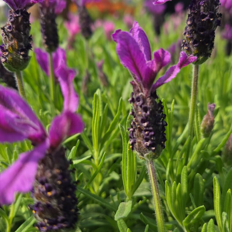 Lavender stoechas 1ltr £6.99 3 for £18