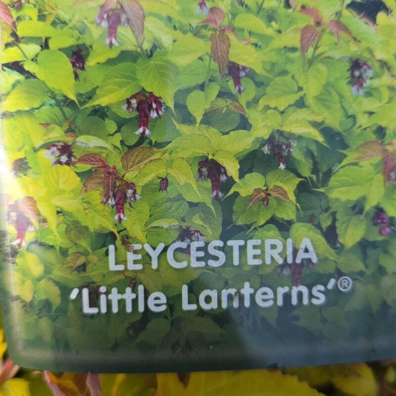 Leycesteria little lanterns 3ltr £16.99