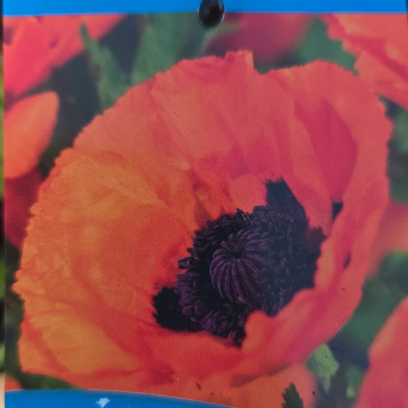 Papaver orientale brilliant 2ltr £10.99
