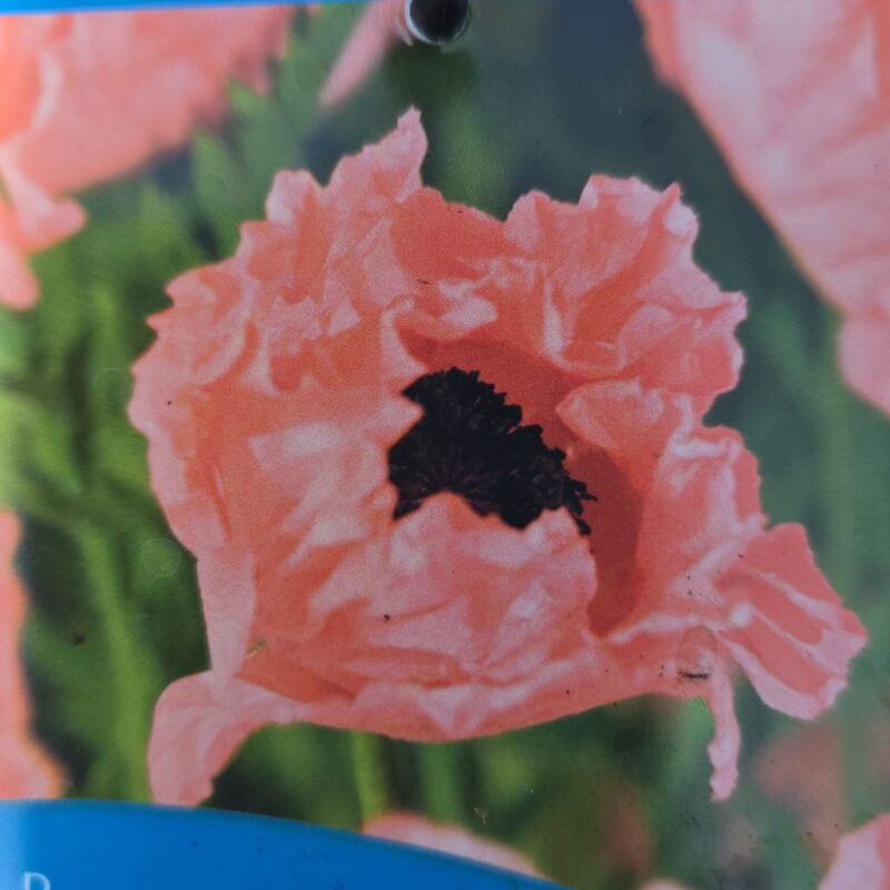 Papaver orientale prinz viktoria Louise 2ltr £10.99