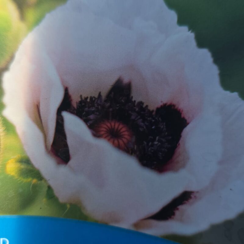 Papaver orientale royal wedding 2ltr £10.99