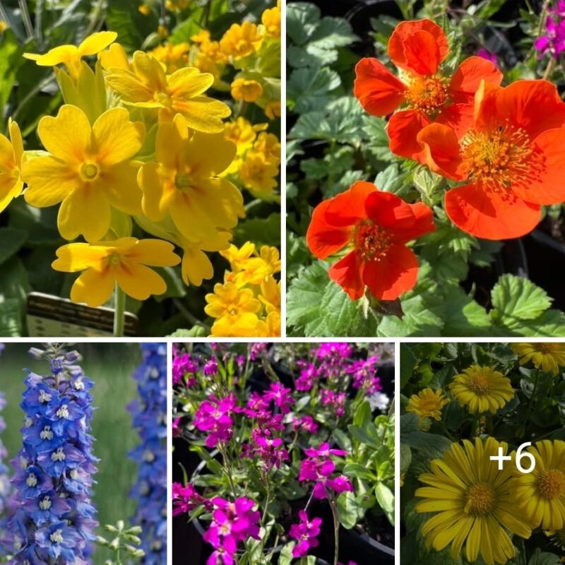 Perennial mix. 4 x £7.99 mixed early perennials for £20