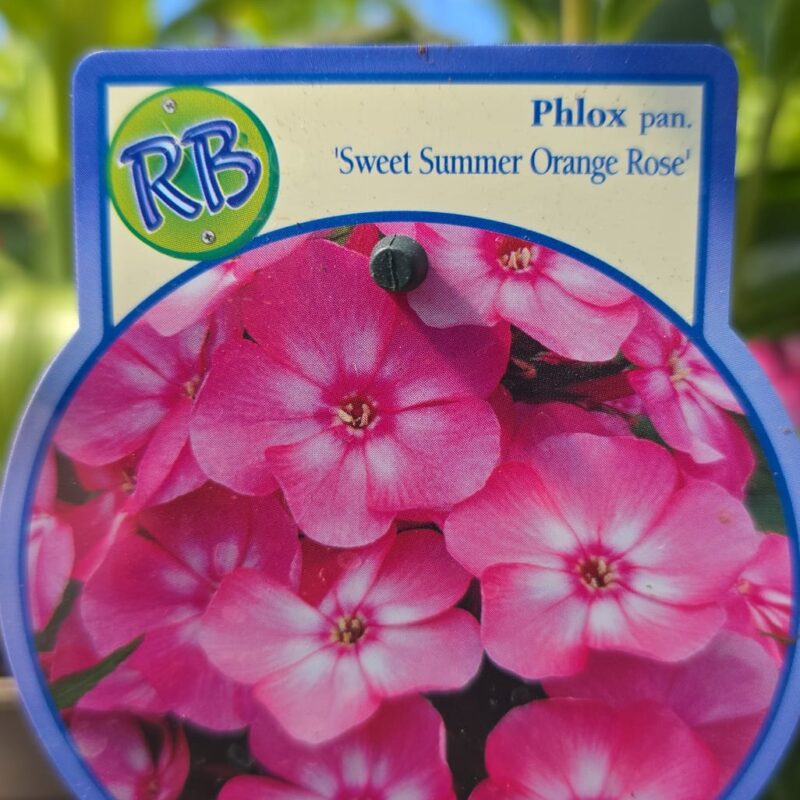 Phlox paniculata sweet summer orange 2ltr £12.99