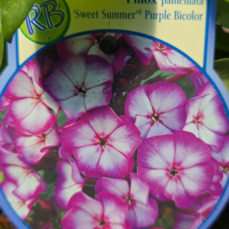 Phlox paniculata sweet summer purple bicolour 2ltr £12.99