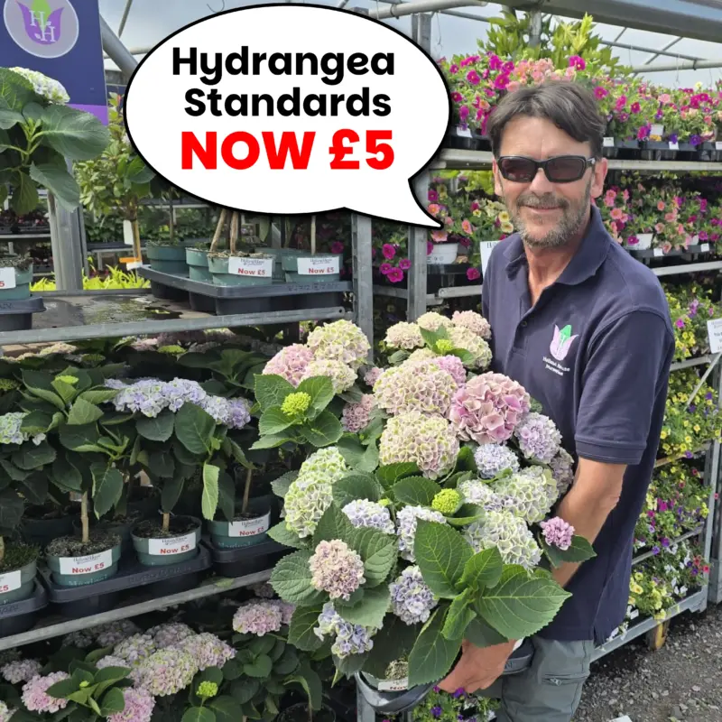 Lollipop - Hydrangea Standard