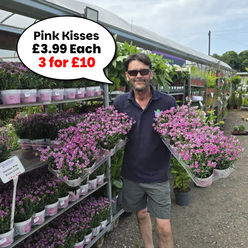 Dianthus Pink Kisses Pots