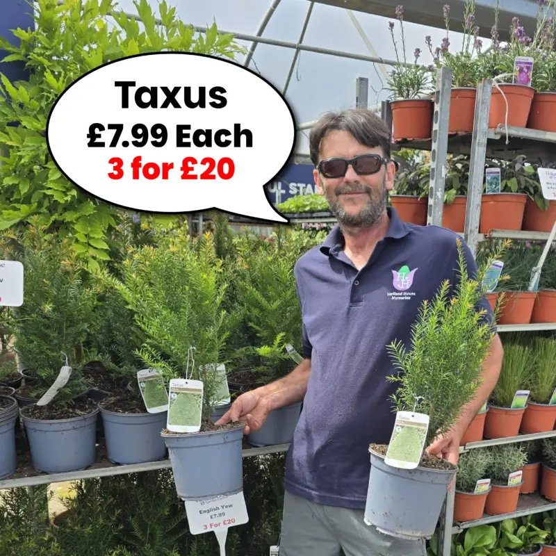 Taxus