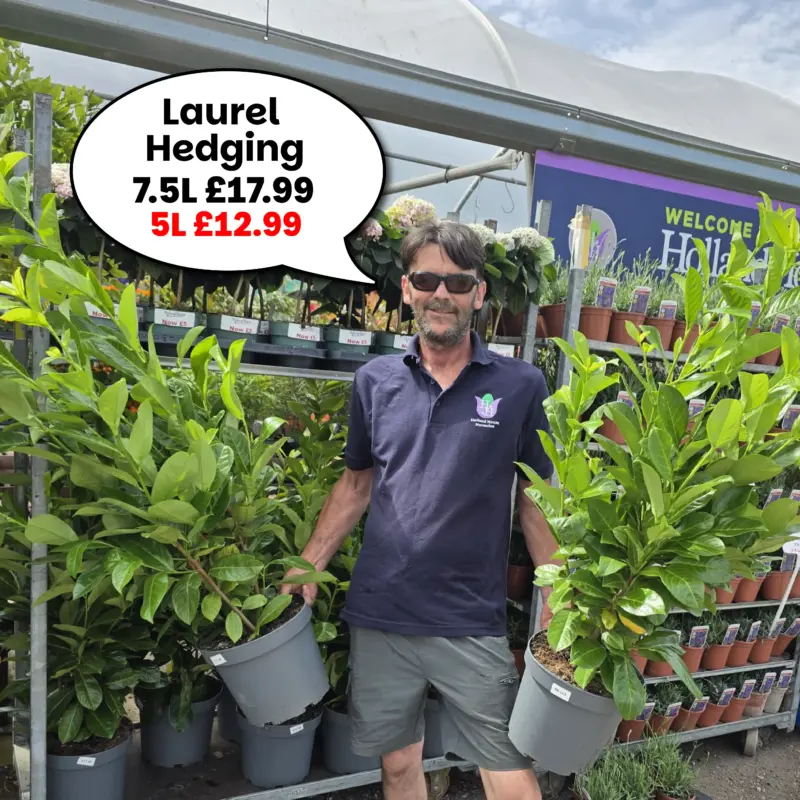 Laurel Hedging