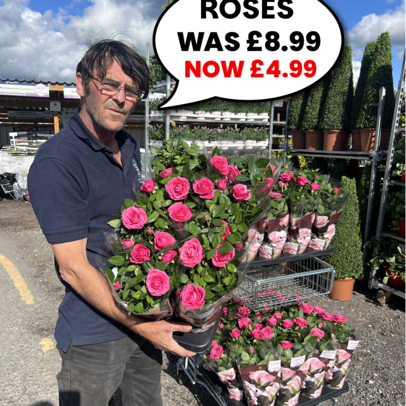Rose Pots
