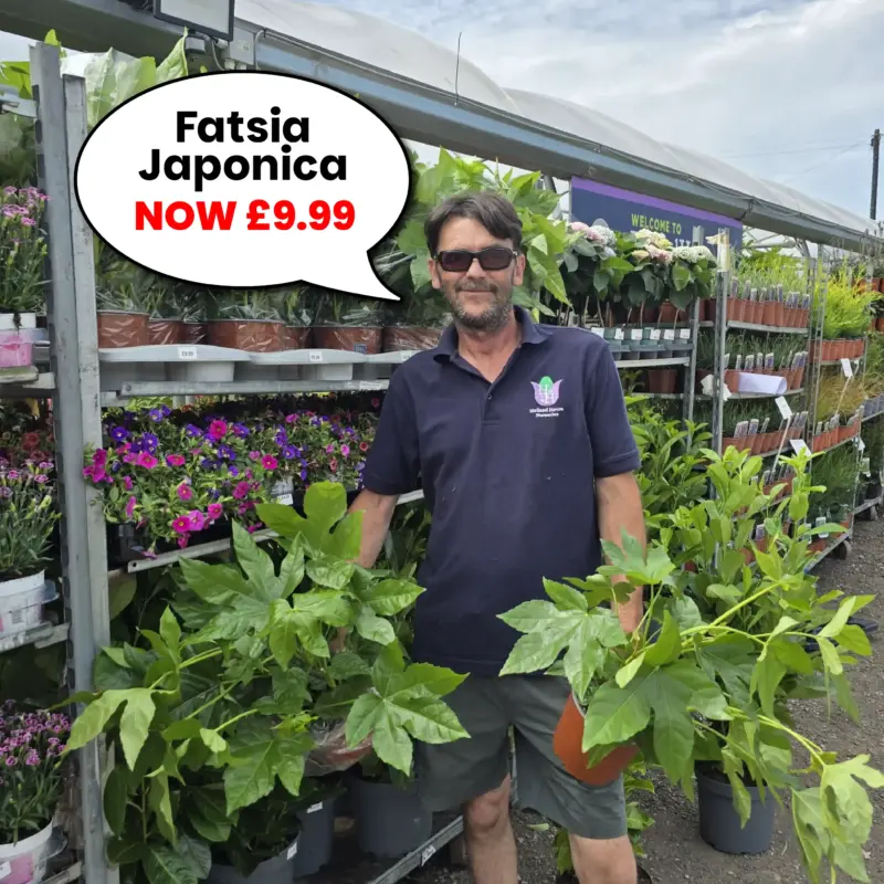 Fatsia Japonica