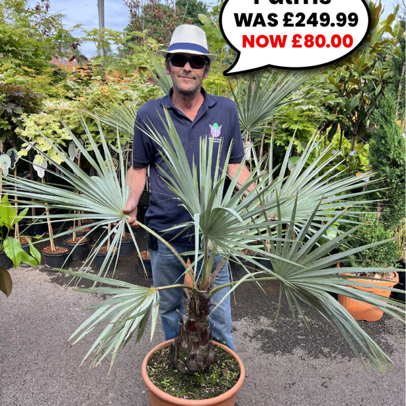 Large Palms
