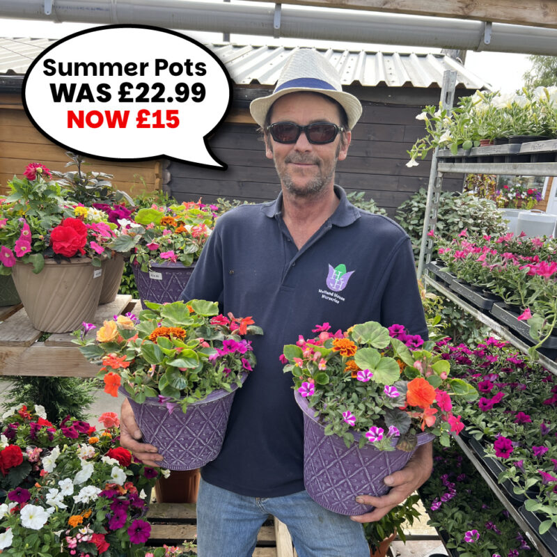 Summer Pots