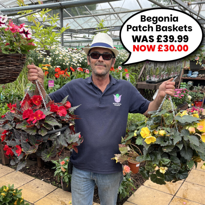 Begonia Patch Baskets