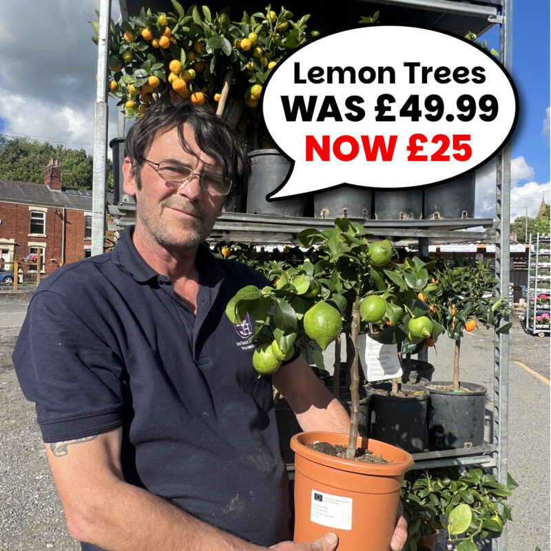 Lemon Tree