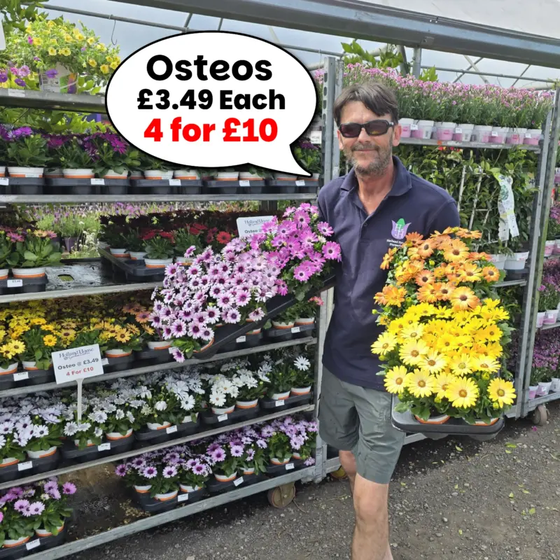 Osteospermum