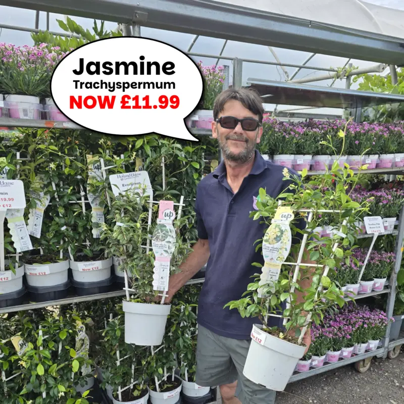 Jasmine Trachelospermum Trellis