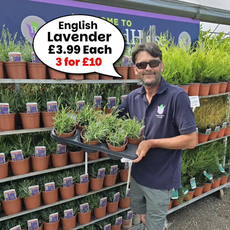 English Lavender