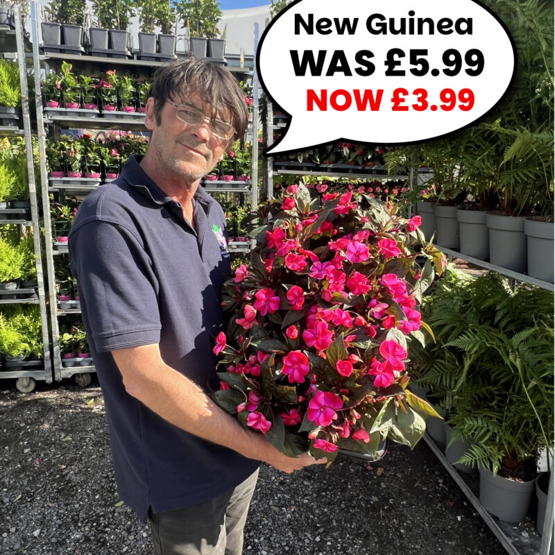 New Guinea Impatiens