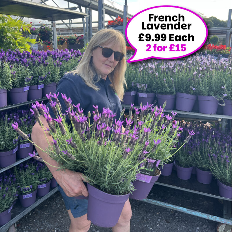 French Lavender