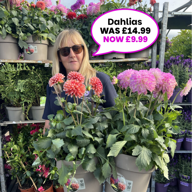 Dahlia Pots