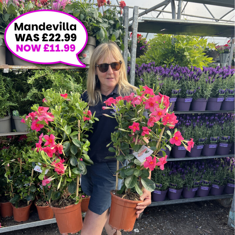 Mandevilla Pots