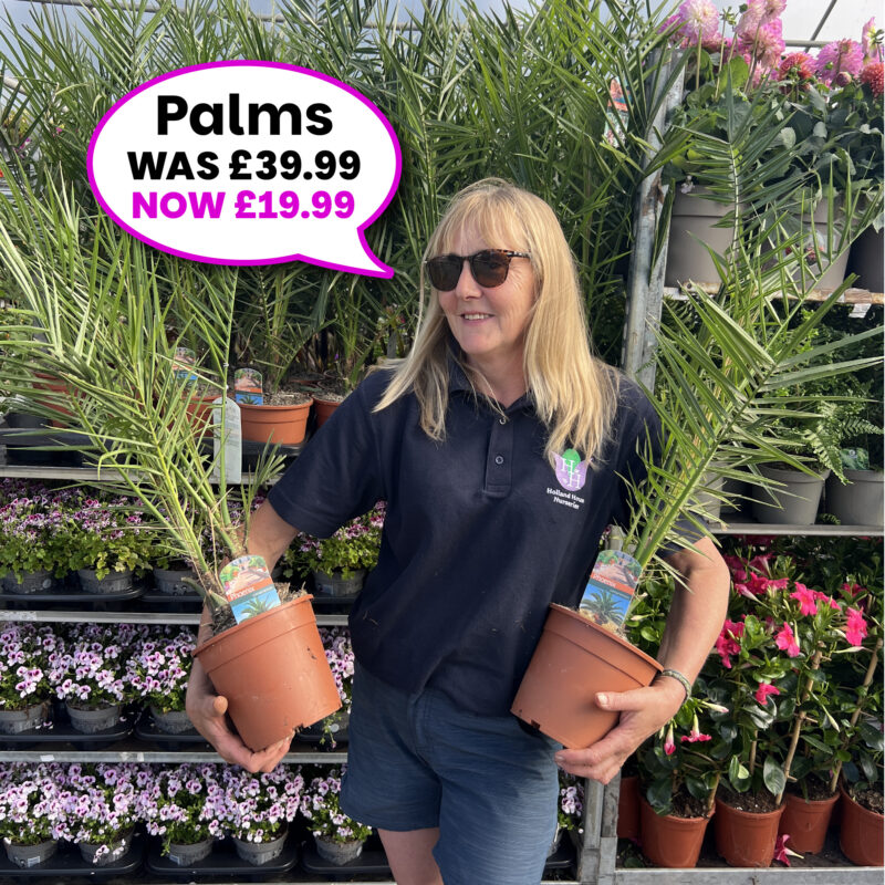 Palm Phoenix Canariensis