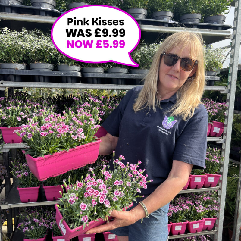Dianthus Pink Kisses