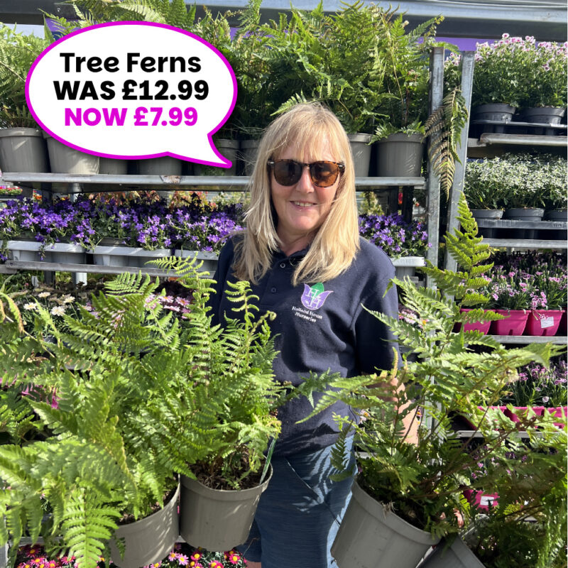 Tree Ferns