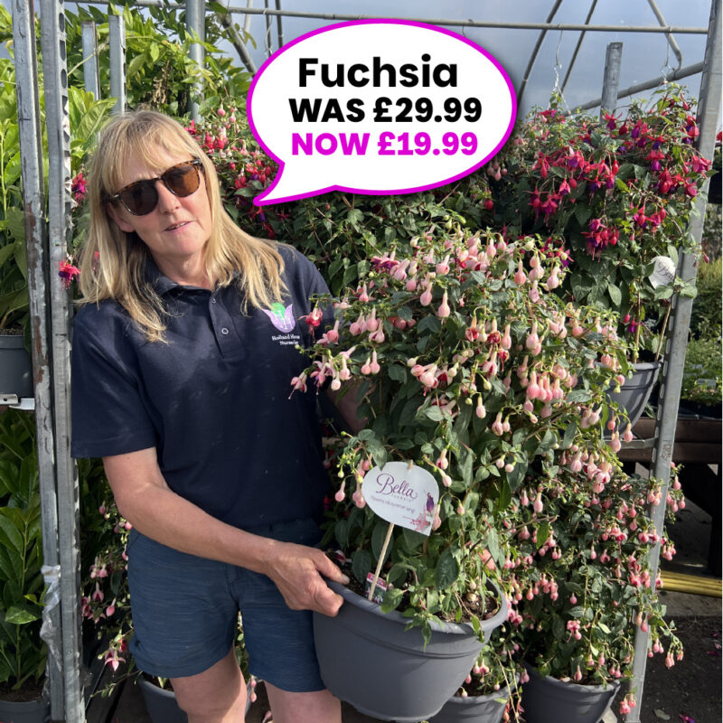 Large Fuchsia Tubs