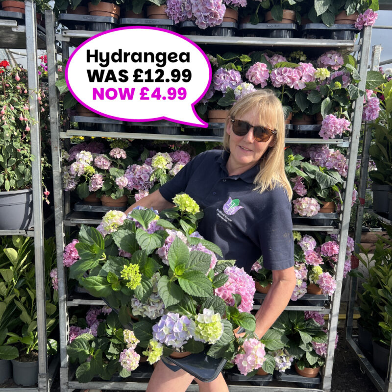 Hydrangea