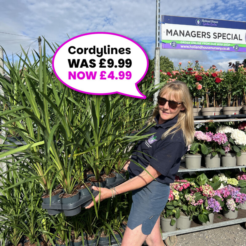 Cordyline