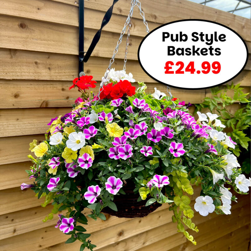Pub Style Hanging Baskets