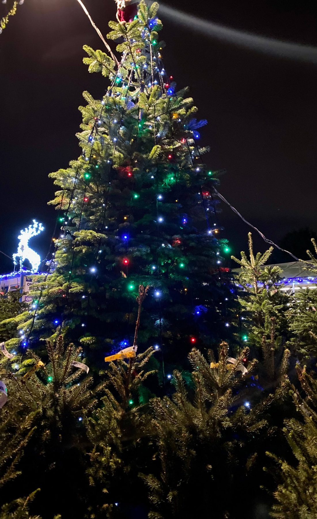 Christmas Trees Preston